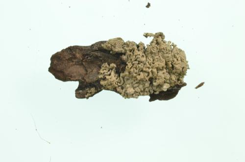 Lichen specimen